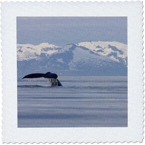 3dRose qs_87639_3 USA, Alaska, Humpback Whale in Frederick Sound - US02 PSO0745 - Paul Souders - Quilt Square, 8 by 8-Inch