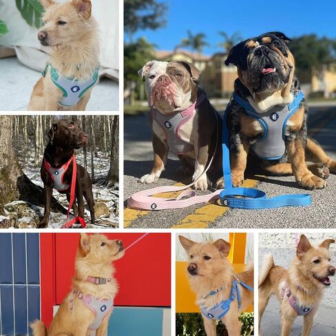 Blueberry Pet Essentials العودة إلى الأساسيات سترة عاكسة لحزام الكلاب، مشمش، متوسطة، أحزمة قابلة للتعديل للكلاب in Kuwait