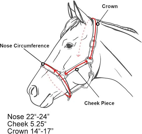 Pony Size Nylon Halter with Removalbe 7' Lead (Teal) in Saudi Arabia
