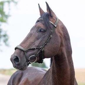 HORZE Stewart Anatomical Bridle in Kuwait