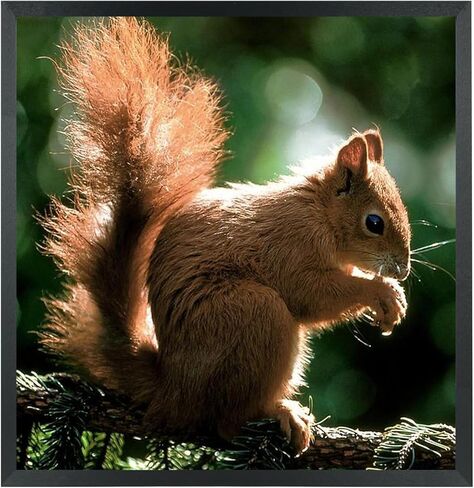 إطارات صور مقاس 18 × 19 من الخشب الصلب مقاس 18 × 19 بوصة إطار ملصق للجدار مقاس 18 × 19 بوصة إطارات صور عائلية باللون الأسود (C22B1819) in Kuwait