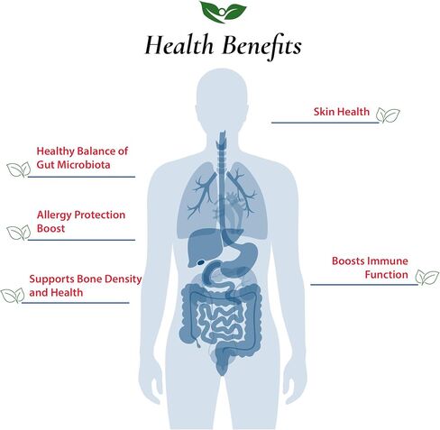 أغذية للأمعاء Lactobacillus Helveticus Probiotic Powder 100 مليار وحدة تشكيل مستعمرة | دعم الجهاز الهضمي والمناعي | فاعلية عالية | ل. هلفيتيكوس (30 جرام) in Saudi Arabia