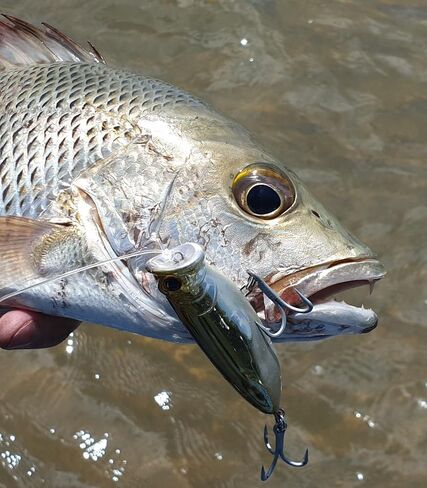 Fish Inc Fly Half 80mm Floating Popper Hardbait for Saltwater and Freshwater in Saudi Arabia