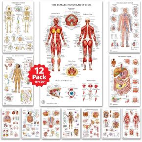 12 Human Anatomy Posters, Medical Posters, Circulatory, Skeletal, Male Female Muscular, Science Health Posters for Classroom, Office - Laminated 18x30