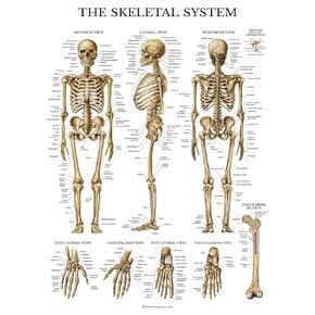 Palace Learning Skeletal System Anatomical Chart - LAMINATED - Human Skeleton Anatomy Poster (18 x 24)