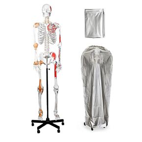 B10215-DC Medical Grade, Full Size Skeleton W Hand Painted Muscles & Ligaments | Thick Zip Dust Cover | Skeleton Wired for Natural Movement | Mounted on Roller Stand W Manual