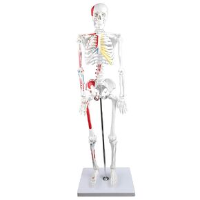 Parco Scientific PB00014 Human Skeleton with Muscles Colored and Labeled, Half Size 33" (84cm) | Wired for Natural Movement | Labelled Diagram Included