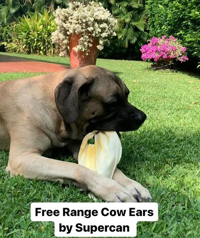 SUPER CAN BULLYSTICKS Natural Half Pig Ears for Dogs (15 Count) - 100% Natural Pork Ear - Dog Chews for Medium-Large Dogs Easily Digestible Dog Snack in Saudi Arabia