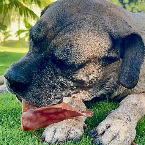 SUPER CAN BULLYSTICKS Natural Half Pig Ears for Dogs (15 Count) - 100% Natural Pork Ear - Dog Chews for Medium-Large Dogs Easily Digestible Dog Snack in Saudi Arabia