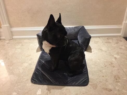 Brilliant Sunshine Quilted Calming Dog Bed Mat, Removable Washable Cover, Cushion Protector and Couch Covers for Dogs, Pets, Cats, Small, Blue Beige Toile in Saudi Arabia