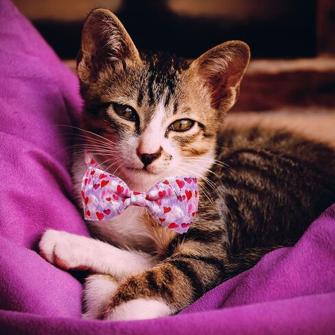 Valentine Bow Tie Cat Collar Set with Bell, Holiday Pink Heart and Heart Balloons Cat Collar for Boys and Girls Kitty Kittens in Saudi Arabia