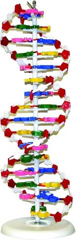 Vision Scientific VADNA1 DNA Model(25 x 8 inches) | Mounted on Rotatable, Circular Stand | Made of Durable and Colorful PVC | Phosphate can be Removed in Saudi Arabia