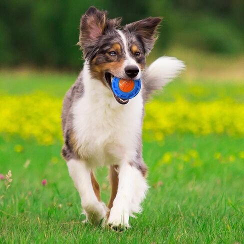 Nerf Dog 4in TPR EXO Squeak Ball - Blue/Orange, Large Breeds in Kuwait