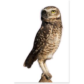 Large Realistic Owl Window Treatments, Removable Vinyl Treatments, Living Room, Bedroom, Bathroom Window Treatments in Saudi Arabia