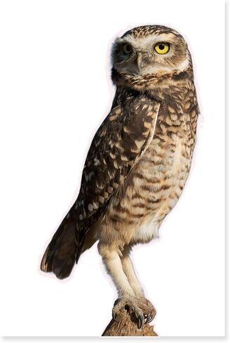 Large Realistic Owl Window Treatments, Removable Vinyl Treatments, Living Room, Bedroom, Bathroom Window Treatments in Saudi Arabia