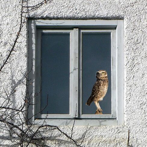 Large Realistic Owl Window Treatments, Removable Vinyl Treatments, Living Room, Bedroom, Bathroom Window Treatments in Saudi Arabia