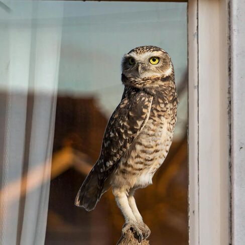 Large Realistic Owl Window Treatments, Removable Vinyl Treatments, Living Room, Bedroom, Bathroom Window Treatments in Saudi Arabia