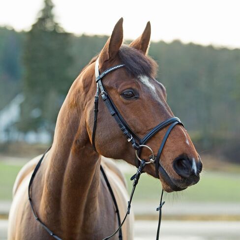 HORZE Weston Padded Leather Snaffle Bridle with Flash Noseband and Web Reins | English Bridle for Horses in Saudi Arabia