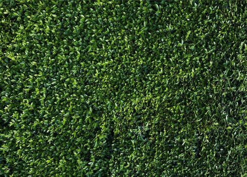 HQM 7x5FT Nature Spring 3D Green Leaves Theme Photo Background Wedding Birthday Party Newborn Baby Shower Photography Backdrops Zoo Decor Shoot Props Bannner in Kuwait