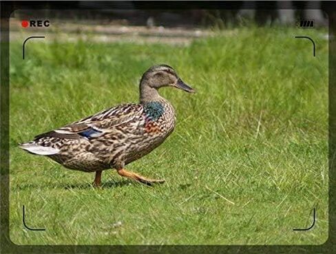 محول 2x HD لـ Canon EF 75-300 يصل إلى عدسة تكبير 150-600 مم ، (مهمة: أسود أو أبيض اعتمادًا على التوافر) in Kuwait