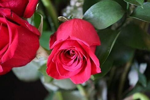 عدسة ماكرو زاوية واسعة 55 مم 0.43x لـ Sony FDR-AX33 و FDR-AX43 و FDR-AX53 و NIGH in Kuwait