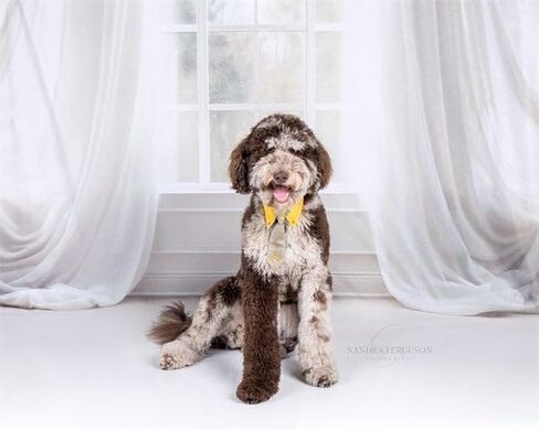 Kate White Curtain Backdrops Window Photo Background Interior Room Family Portrait Photography Props, 10x6.5ft in Saudi Arabia