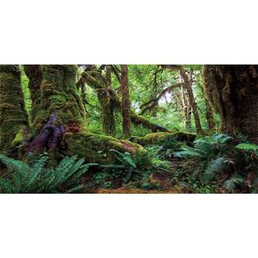 AWERT 36x18 inches Tropical Forest Terrarium Background Green Huge Tree Reptile Habitat Background Rainforest Aquarium Background Durable Polyester Background
