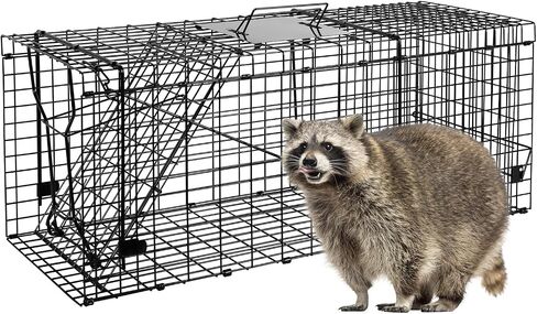 Live Animal Trap Cage, 32" X 12" X 12.5" Catch and Release, Humane Live Trap Cage Indoor & Outdoor Foldable Live Trap for Raccoons,Groundhogs, Stray Cats,Squirrels, Rabbits, woodchucks in Saudi Arabia