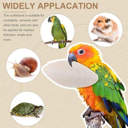 Fabbay 80 Pcs 3.54-4.33 Cuttlebone for Birds Cuttlefish Bone Bulk Parakeets Canaries Mynah Natural Cuttlebone for Reptile Tortoise Turtles Lovebirds Toucans Reptiles Snails in Saudi Arabia