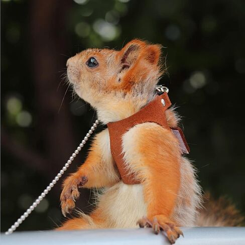 3 Pack Squirrel Harness and Leash Set - Adjustable Traction Rope Strap Anti-Biting Chain,Small Animal Training Walking Vest Leash for Squirrel Gerbil Chinchilla Rat (3 Pack (S/M/L),Brown) in Saudi Arabia