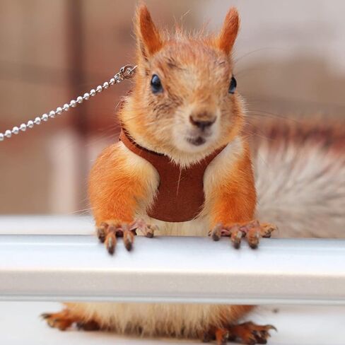3 Pack Squirrel Harness and Leash Set - Adjustable Traction Rope Strap Anti-Biting Chain,Small Animal Training Walking Vest Leash for Squirrel Gerbil Chinchilla Rat (3 Pack (S/M/L),Brown) in Saudi Arabia