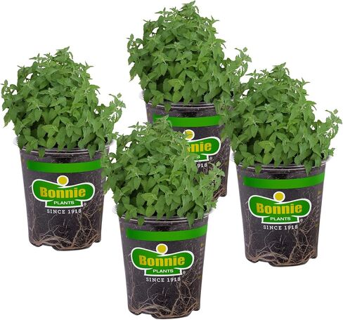 Bonnie Plants Catnip Live Herb Plants - 4 Pack, Pet Friendly, Grows Great In Containers, Fresh For Cats & Dries For Cat Sachets in Saudi Arabia