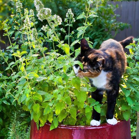 Bonnie Plants Catnip Live Herb Plants - 4 Pack, Pet Friendly, Grows Great In Containers, Fresh For Cats & Dries For Cat Sachets in Saudi Arabia