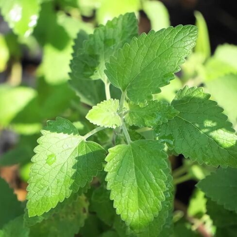 Bonnie Plants Catnip Live Herb Plants - 4 Pack, Pet Friendly, Grows Great In Containers, Fresh For Cats & Dries For Cat Sachets in Saudi Arabia