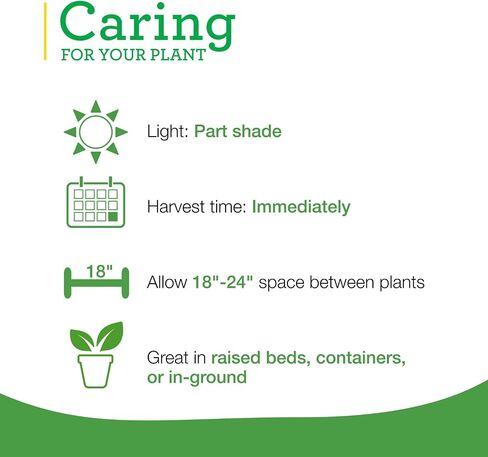 Bonnie Plants Catnip Live Herb Plants - 4 Pack, Pet Friendly, Grows Great In Containers, Fresh For Cats & Dries For Cat Sachets in Saudi Arabia