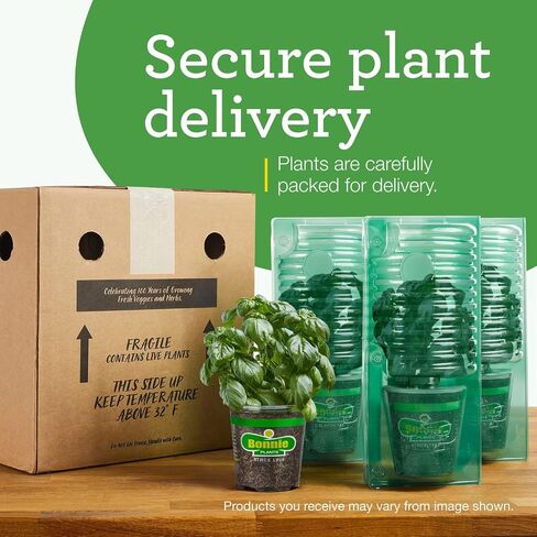 Bonnie Plants Catnip Live Herb Plants - 4 Pack, Pet Friendly, Grows Great In Containers, Fresh For Cats & Dries For Cat Sachets in Saudi Arabia