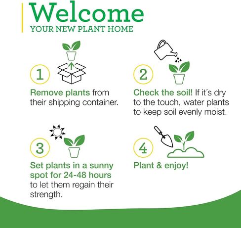 Bonnie Plants Catnip Live Herb Plants - 4 Pack, Pet Friendly, Grows Great In Containers, Fresh For Cats & Dries For Cat Sachets in Saudi Arabia