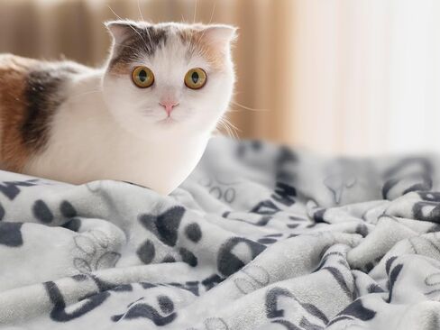 1 Pack 3 Dog Blankets, 31x41Inch Upgraded Dog Cat Flannel Blankets Washable, Dog Blanket Soft Pet Throw Cover for Kennel Bed, Cute Paw Pattern, Pet Blanket, Medium Small Dogs, Grey in Saudi Arabia