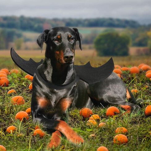 Rypet Dog Bat Wings Costume L, Dog Bat Costume for Halloween Cosplay Party in Saudi Arabia