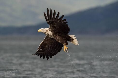 Optura HD White 500mm/1000mm f/8 عدسة تليفوتوغرافي يدوي لـ Nikon D3300 D3100 D3200 D7500 D7200 D7000 D7100 D750 D90 D850 عدسات الكاميرا in Saudi Arabia