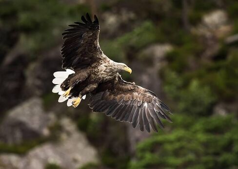 Optura HD White 500mm/1000mm f/8 عدسة تليفوتوغرافي يدوي لـ Nikon D3300 D3100 D3200 D7500 D7200 D7000 D7100 D750 D90 D850 عدسات الكاميرا in Saudi Arabia