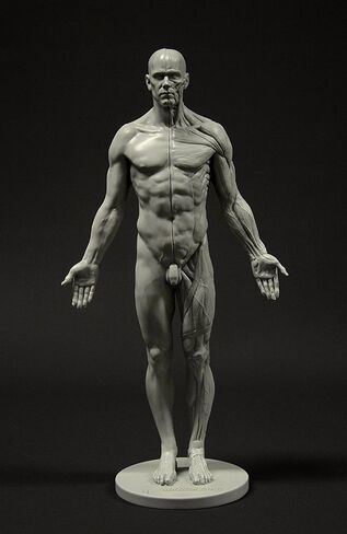 Male Anatomy Figure: 11-inch Anatomical Reference for Artists (Grey) in Saudi Arabia