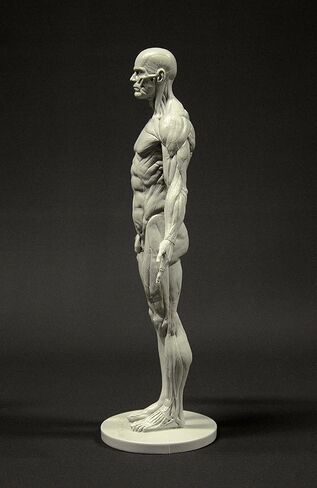Male Anatomy Figure: 11-inch Anatomical Reference for Artists (Grey) in Saudi Arabia