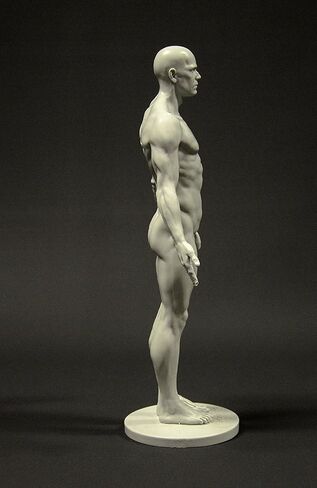 Male Anatomy Figure: 11-inch Anatomical Reference for Artists (Grey) in Saudi Arabia