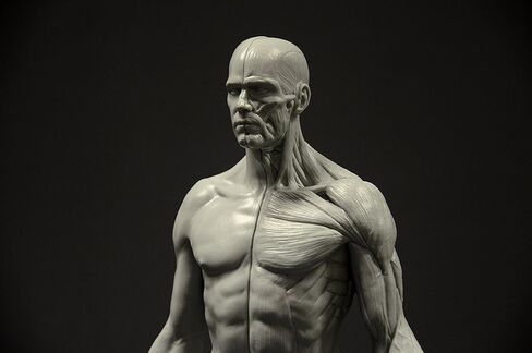 Male Anatomy Figure: 11-inch Anatomical Reference for Artists (Grey) in Saudi Arabia