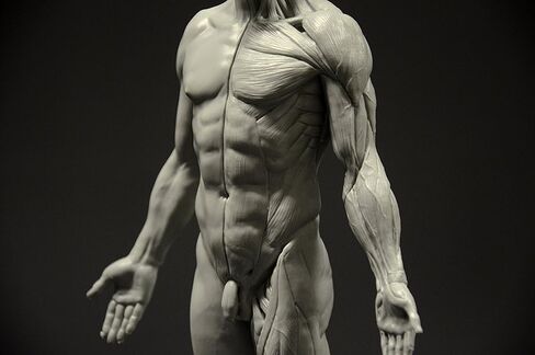 Male Anatomy Figure: 11-inch Anatomical Reference for Artists (Grey) in Saudi Arabia