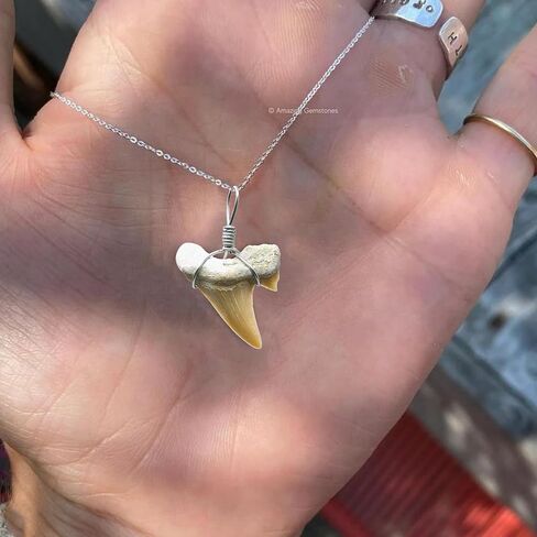 Authentic Shark Tooth Necklace - Unisex Fossil Necklace with Real Shark Teeth - Ideal Shark Tooth Necklace for Boys, Men, Kids and Girls in Kuwait