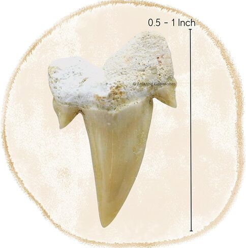 Authentic Shark Tooth Necklace - Unisex Fossil Necklace with Real Shark Teeth - Ideal Shark Tooth Necklace for Boys, Men, Kids and Girls in Kuwait