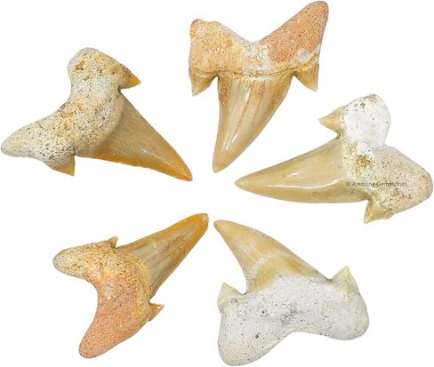 Authentic Shark Tooth Necklace - Unisex Fossil Necklace with Real Shark Teeth - Ideal Shark Tooth Necklace for Boys, Men, Kids and Girls in Kuwait