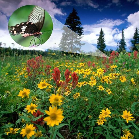 Compact Monocular for Smartphone Adapter, Handheld Telescope with Tripod for Bird Watching Camping Travel in Saudi Arabia